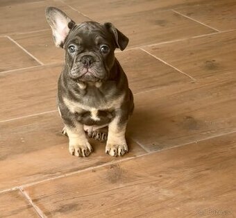 Francúzky buldoček bulldog buldog