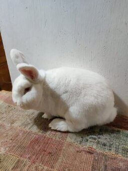 Novozélandský biely - predaj