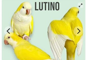 Mních modrý -samec, Lutino samec