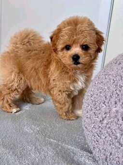 Šteniatka maltipoo na adopciu.