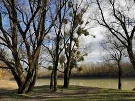 Les na Tise - rekreačné účely- ZĽAVA - 1