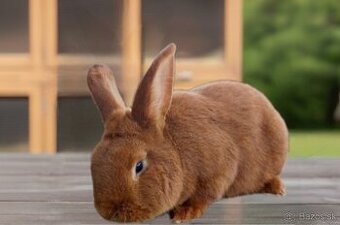 Novozélandský červený (1-0) + PP