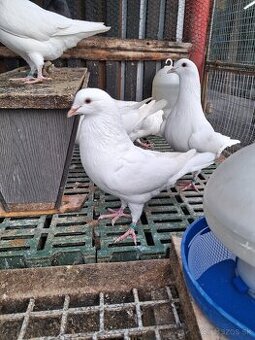 Holuby hubbel gigant homer