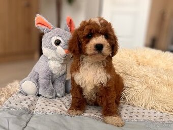 Roztomilé šteniatka Cavapoo