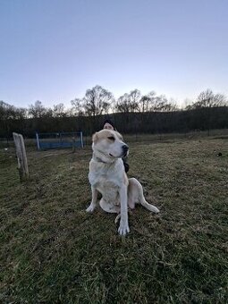 Stredoázijský ovčiak