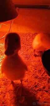 Indické bežce, indický bežec , kačka, kačky