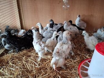 Araukány Ayam cemani Brahmanky Hodvábničky