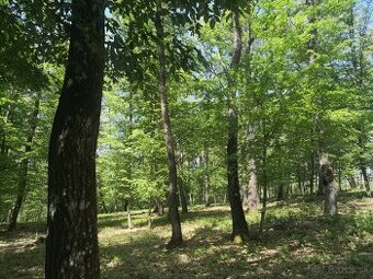 Drienčany(Teplý vrch), súkromný Lesný pozemok, výmera 9802m2