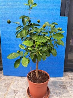 Citrus calamondin Citrus Mitis