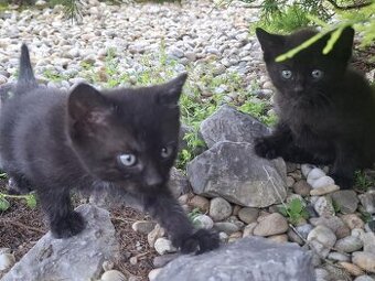 Maciatka