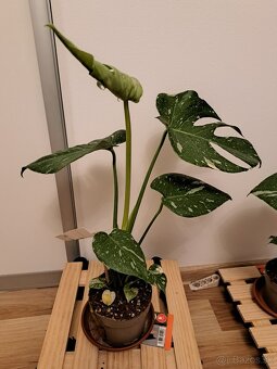 Monstera thai constellation