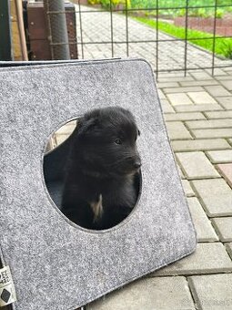 Štěňátka BO Groenendael s PP