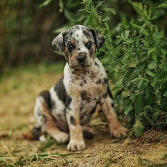 Louisianský leopardí pes – Louisiana Catahoula s PP