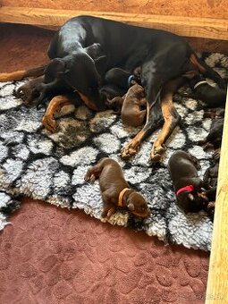 Doberman štenaitka - 1