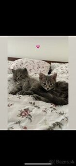 Mačičky ❤️