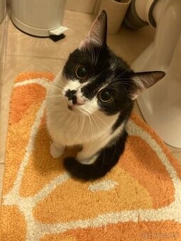 Darujem mačičku, pol ročnú