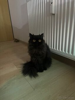 Perzská perská činčila