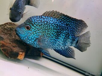 ‼️TOP RYBY ‼️