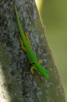 Phelsuma quadriocellata 0.0.8