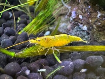 Krevety Neocaridina davidi Yellow 1,5 EURA/ks