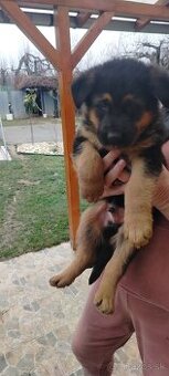 Šteniatka Nemeckého ovčiaka