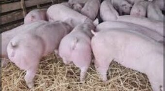 Ponúkam na predaj prasatá