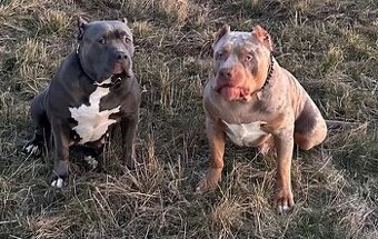 Prodej štěňat American Bully Teplice
