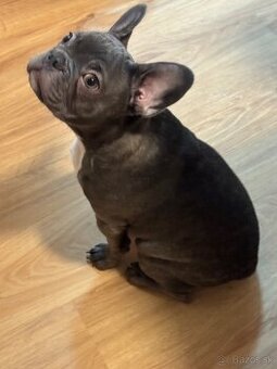Predám francúzkeho buldočka