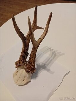 Parozie trofeje zhody