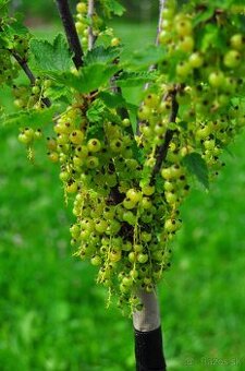 Ponukam brigadu do zahrady