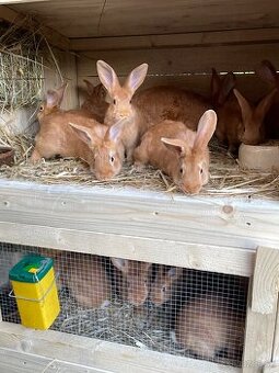 burgundské králiky