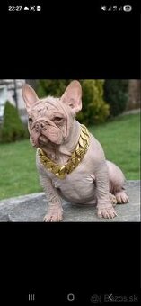 Francúzsky buldoček psik hairless