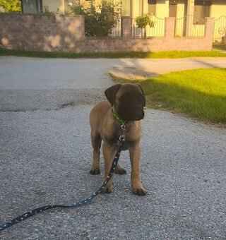 Bulmastif s PP/ Bullmastif/ Bulmastiff