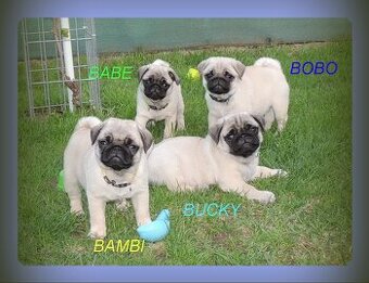MOPS s PP.FCI.