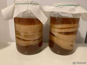 Kombucha - čajová huba. Pri odbere 2 ks cena za 10€ - 1