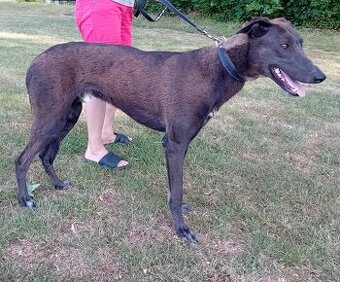 Greyhound x Maďarský chrt