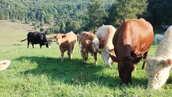Kúpim teľné jalovice alebo kravy limuzin, charolais...