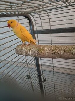 Alexander malý žltý