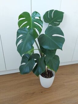 Predám monsteru s kvetináčom.
