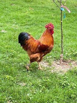 Hempšir nasadové vajcia