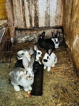PREDÁM 3,5 mesačne kraliky kríženec NOS a BO