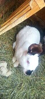 Predám 4 mesačne mladé krížence