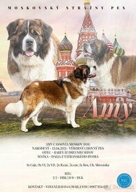 Chovný pes Moskovský strážny pes ..