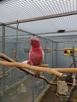 Kakadu ruzovy lutino,horsky/lutino