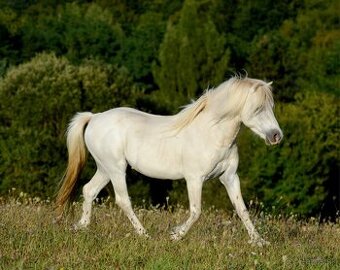 Zrebec WMP pre sezonu 2026