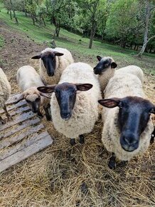 predam ovce Suffolk