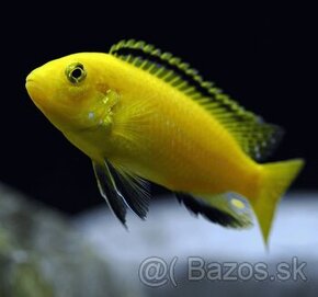 ✨️Labidochromis Caeruleus Yellow✨️