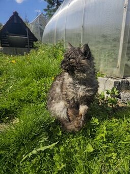Maine Coon na krytie