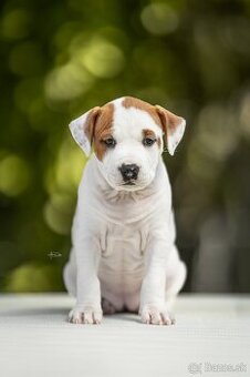 AMERICKÝ STAFORDSHIRSKY TERRIER