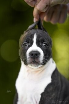AMERICKÝ STAFFORDSHIRSKY TERRIER